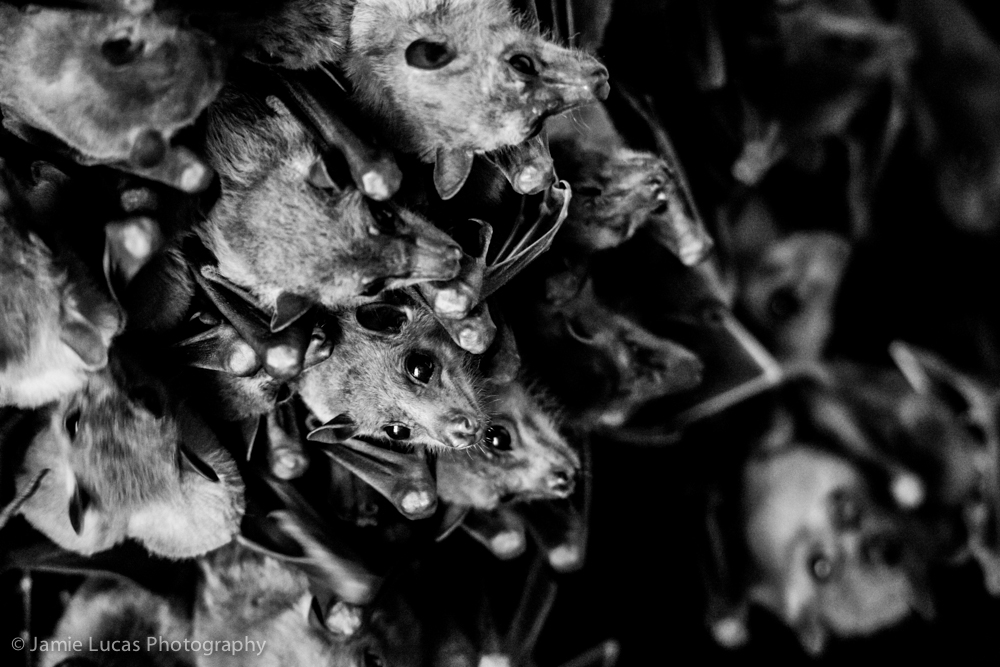 Egyptian Fruit Bats