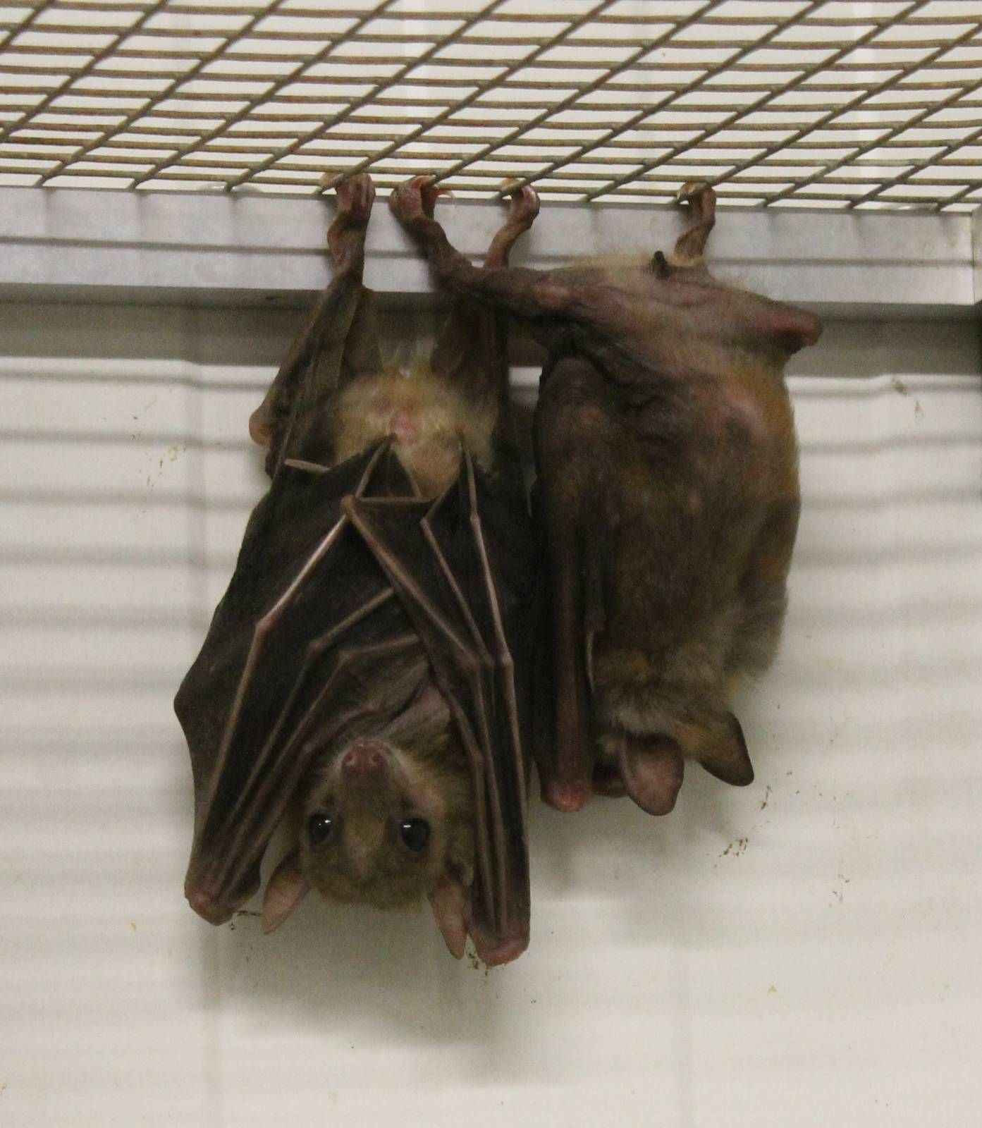 Egyptian fruit bats