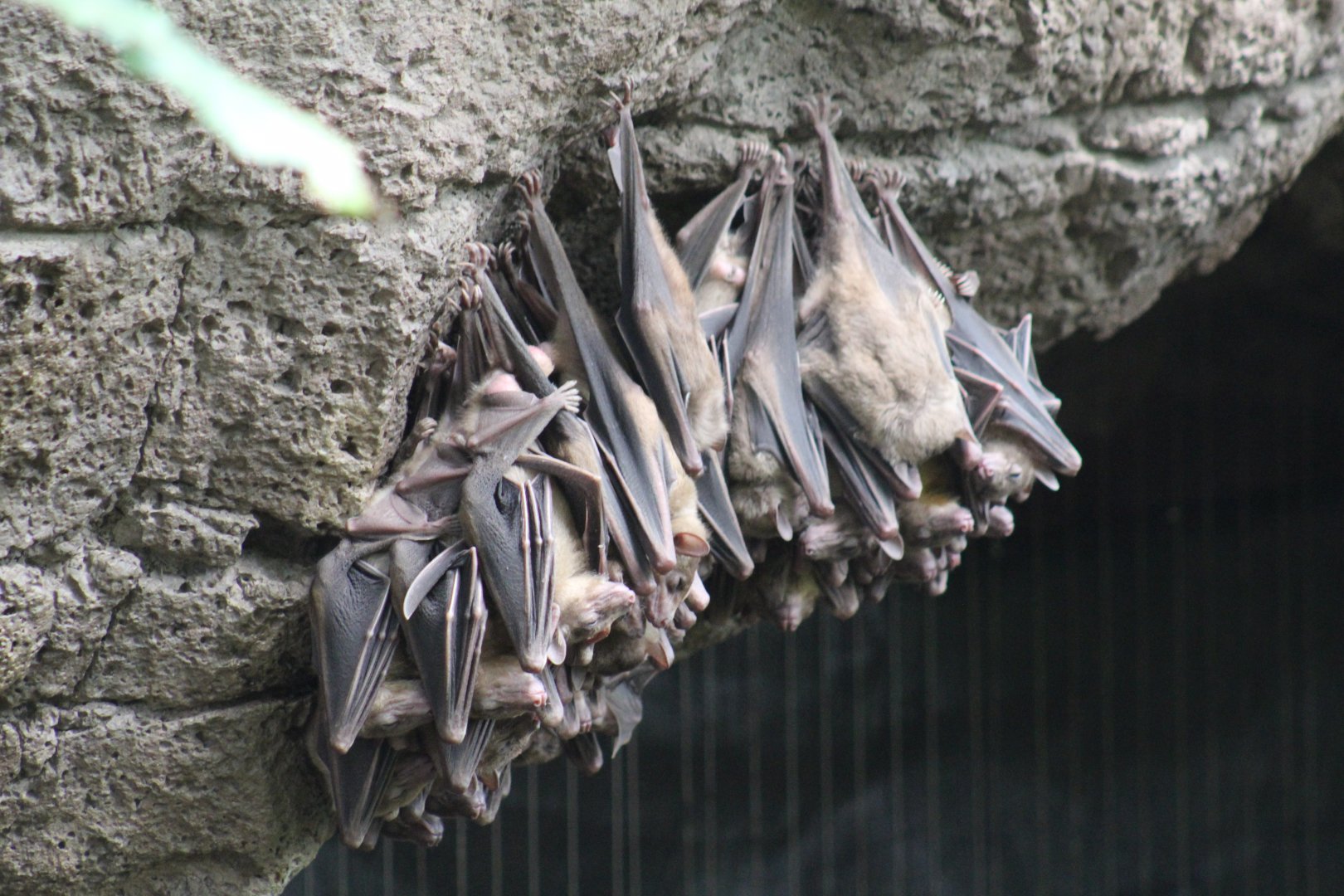 Egyptian Fruit Bats