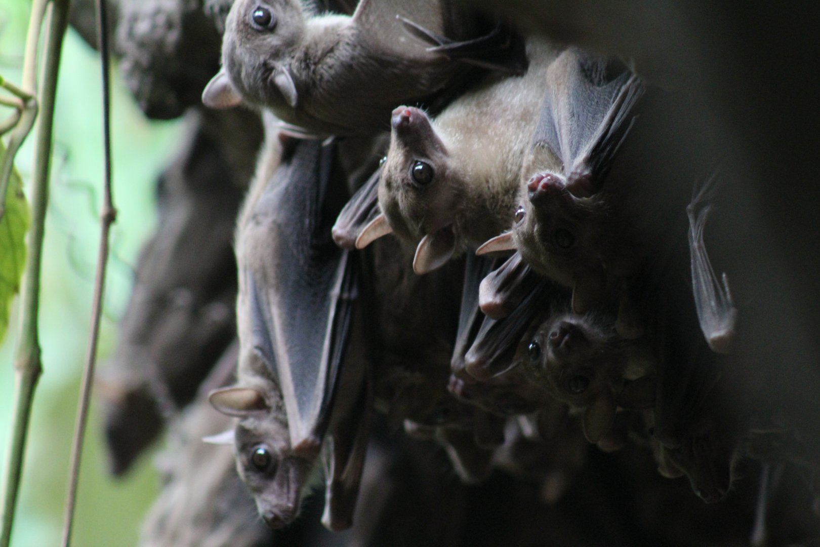 Egyptian Fruit Bats