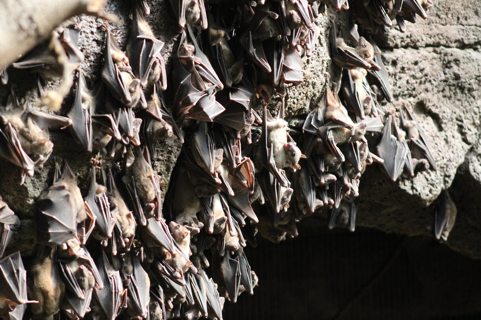 Egyptian Fruit Bats