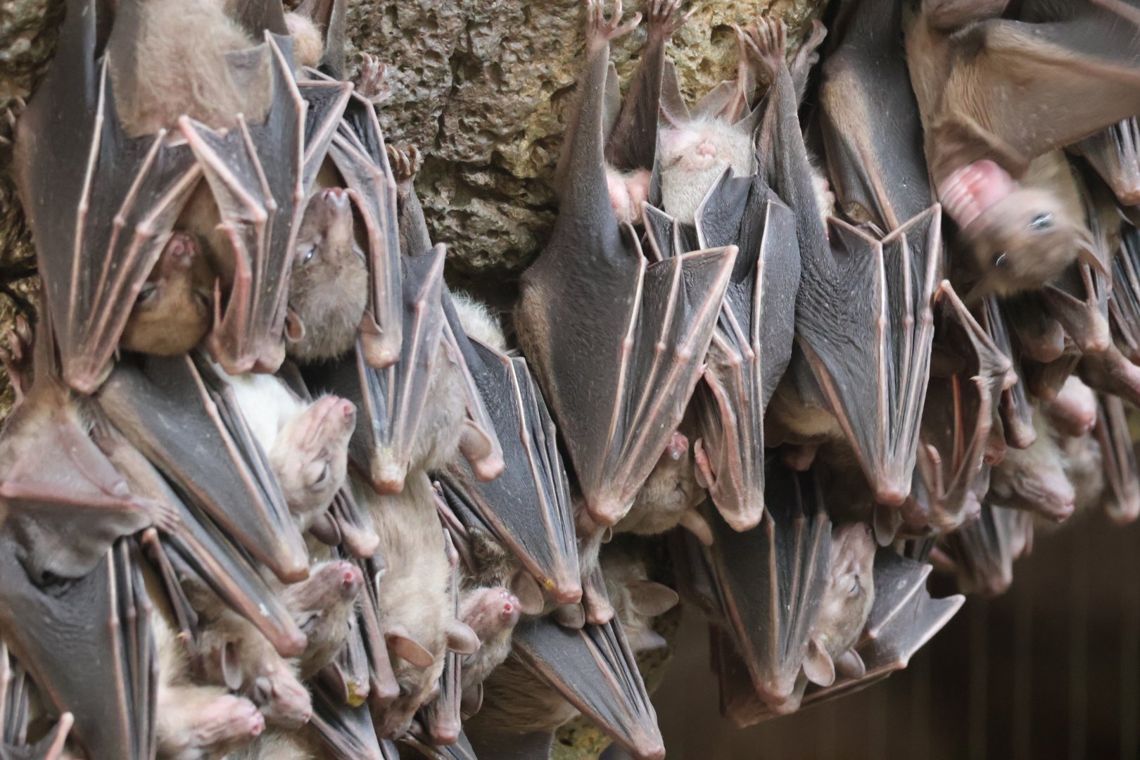 Egyptian Fruit Bats