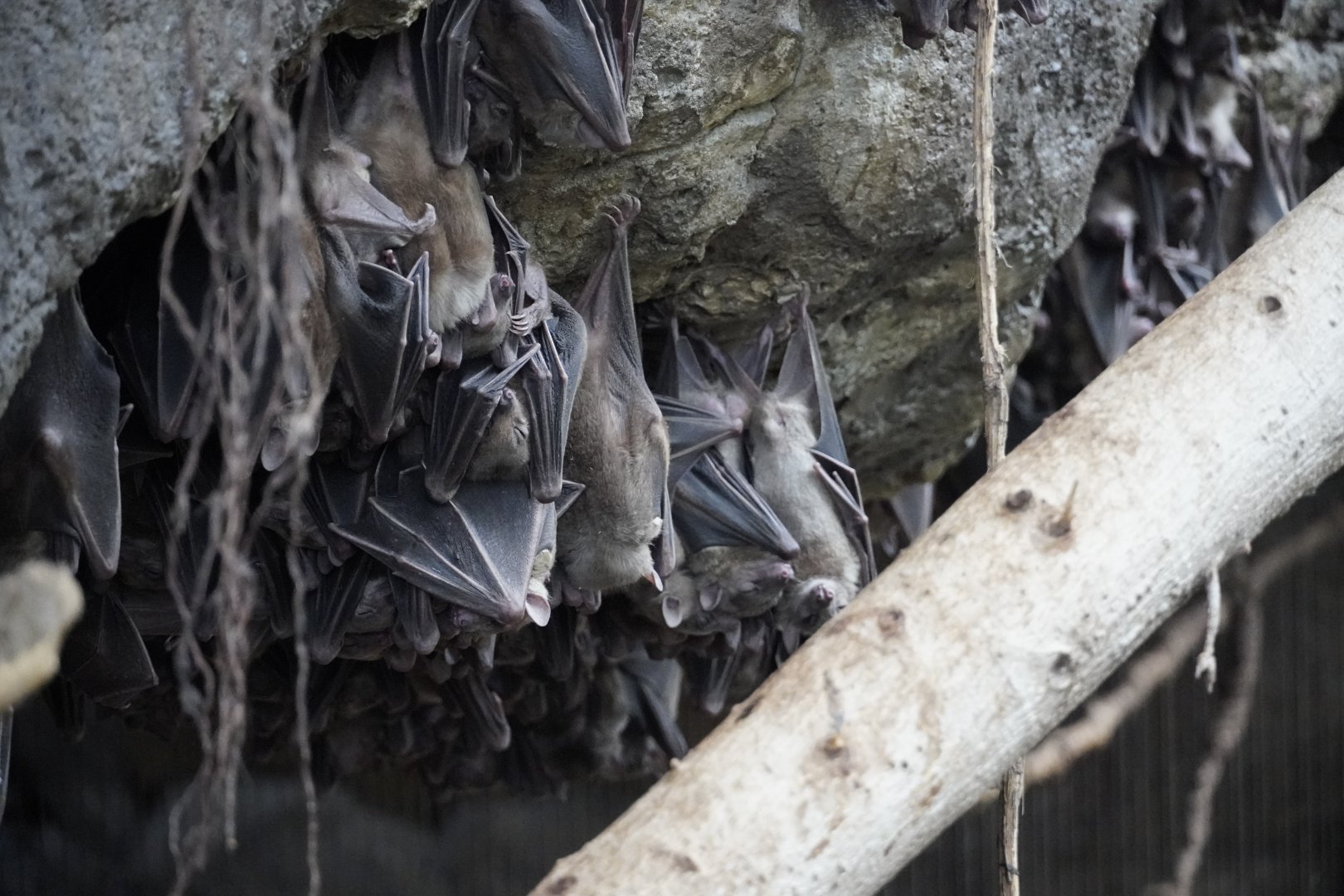 Egyptian Fruit Bats