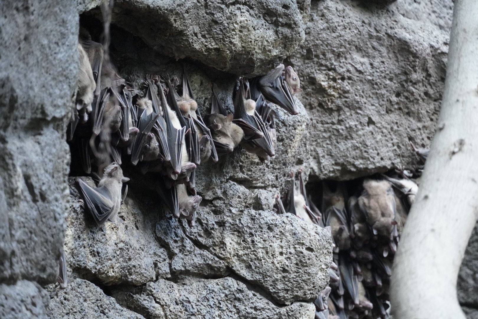 Egyptian Fruit Bats