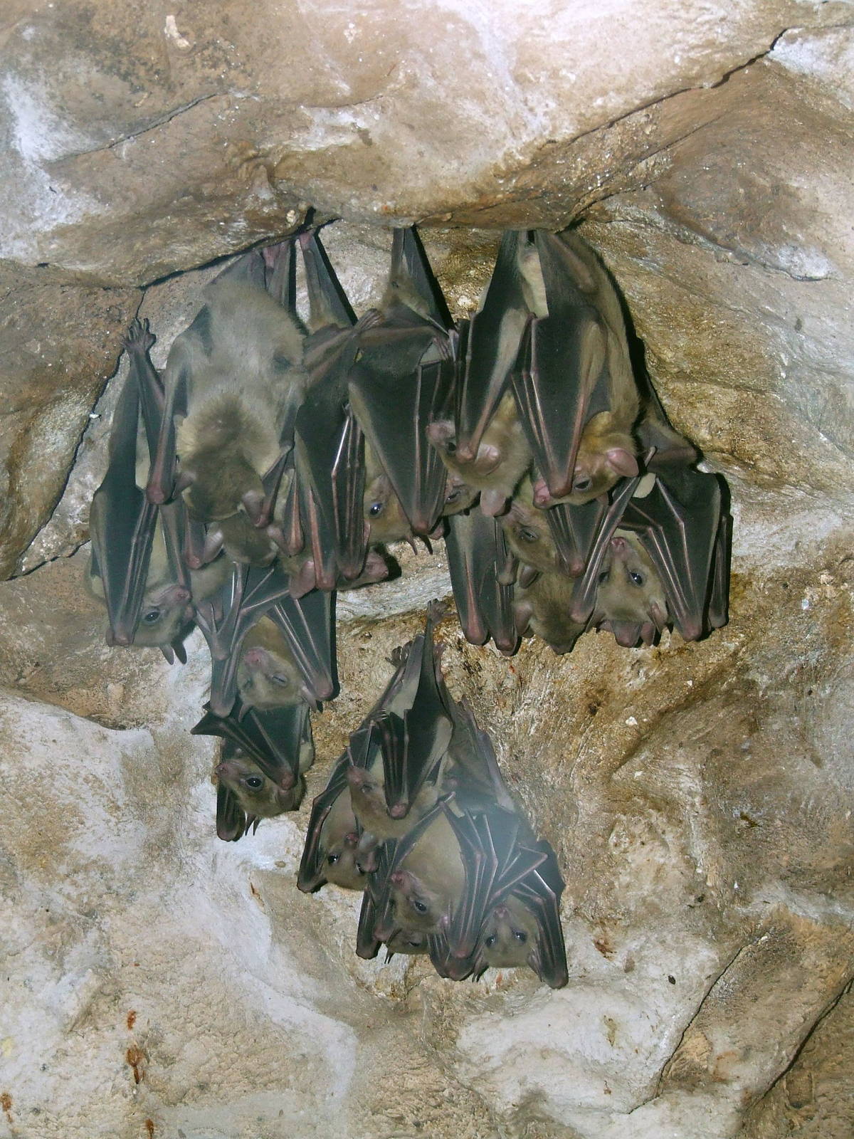 Egyptian Fruit Bats