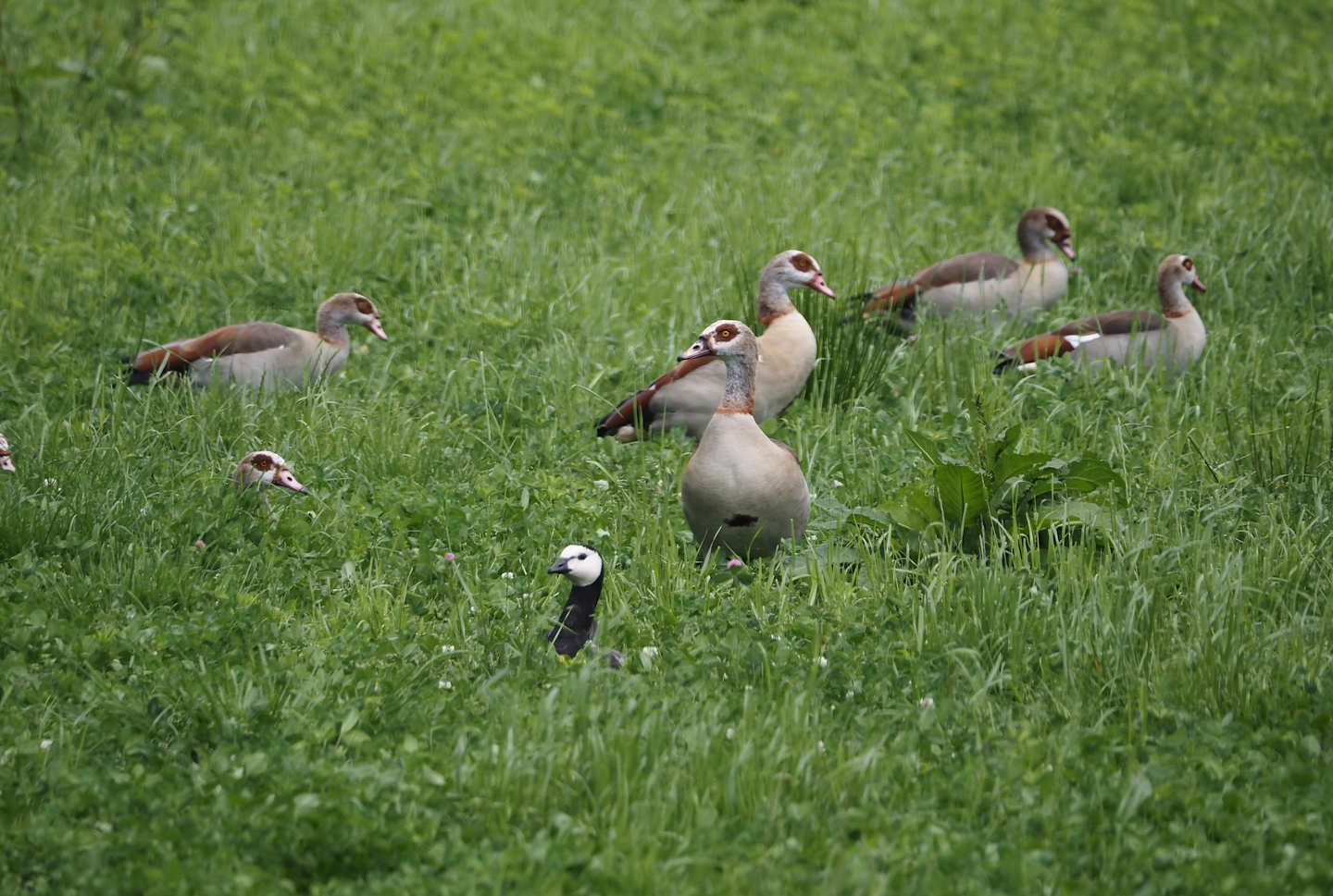 Egyptian geese (Alopochen aegyptiaca) and Barnacle goose (Branta leucopsis), Zwillbrocker Venn, 2025-05-26