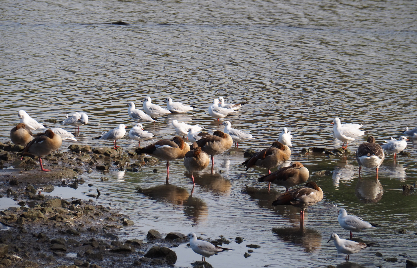 Egyptian geese (Alopochen aegyptiaca) and Black-headed gulls (Chroicocephalus ridibundus) at the side of the lake, 2019-10-04