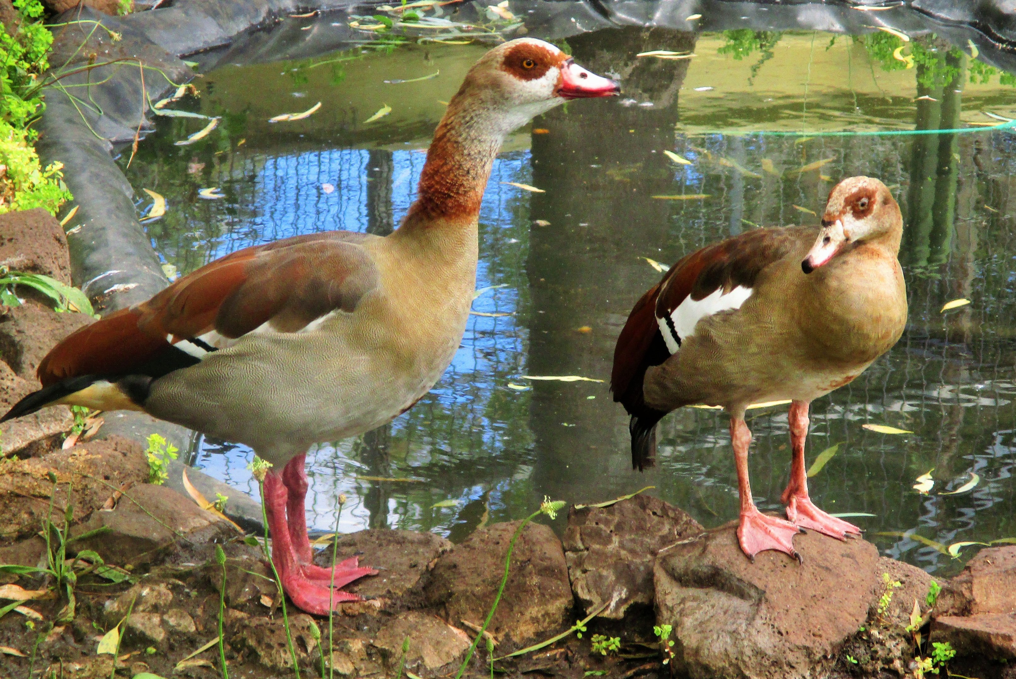 Egyptian Geese (Alopochen aegyptiaca)- December 2017