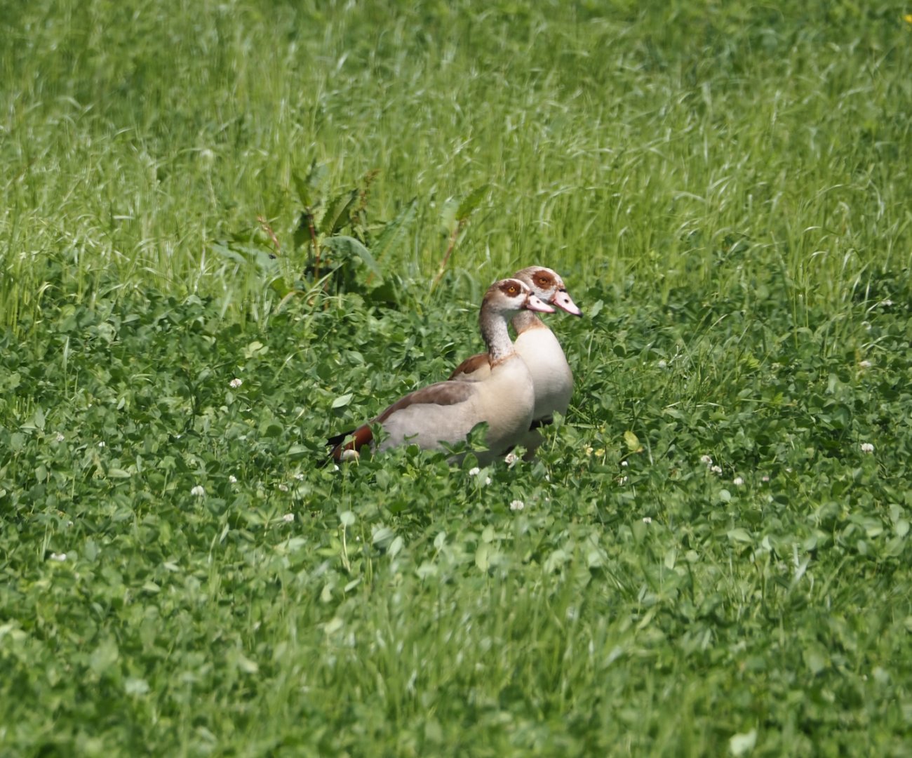 Egyptian geese (Alopochen aegyptiaca), Zwillbrocker Venn, 2025-05-26