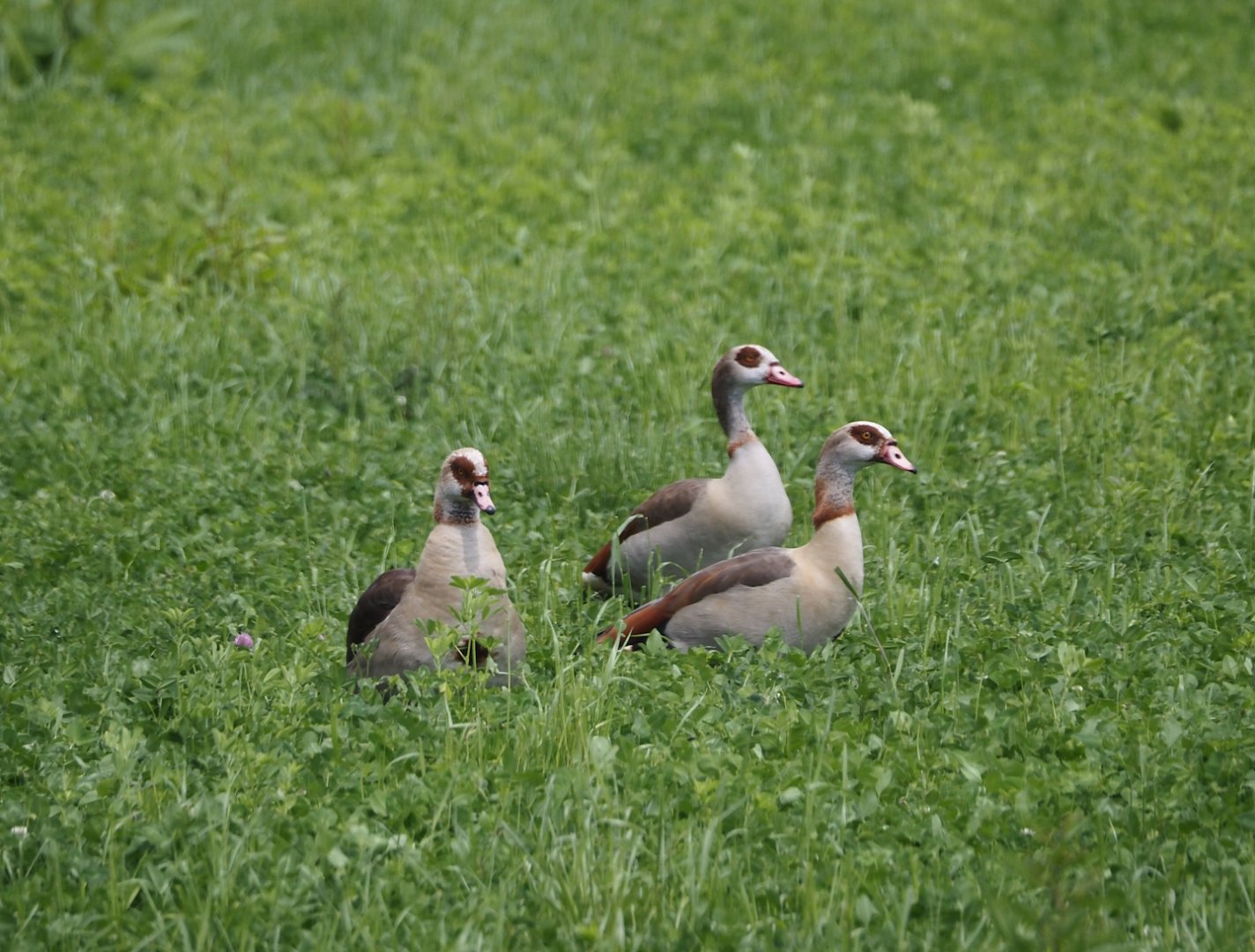 Egyptian geese (Alopochen aegyptiaca), Zwillbrocker Venn, 2025-05-26