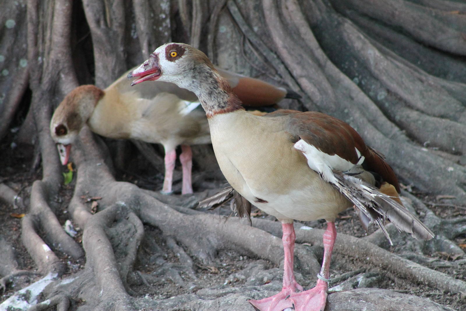 Egyptian geese (Alopochen aegyptiaca)