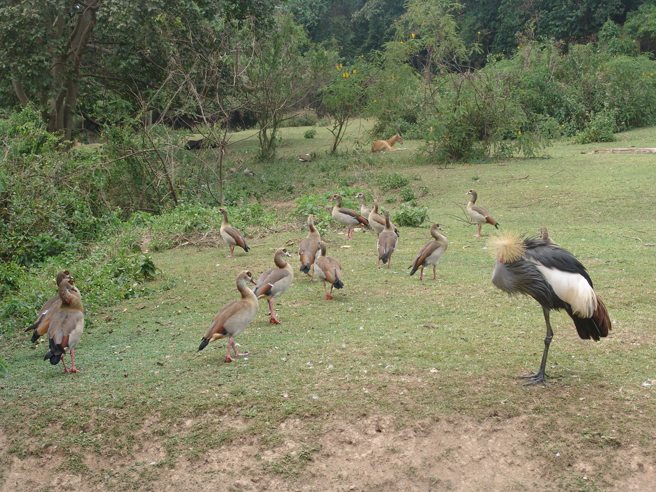 Egyptian Geese (Alopochen aegyptiacus) and eastern Grey Crowned Crane (Bale