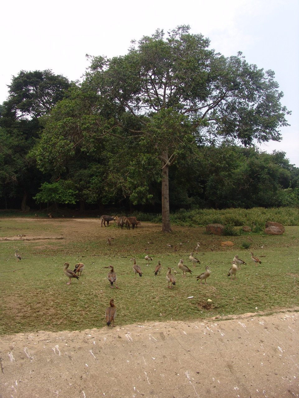 Egyptian Geese (Alopochen aegyptiacus) and Waterbucks (Kobus ellipsiprymnus