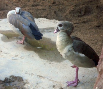 Egyptian Geese (Alopochen aegyptiacus)