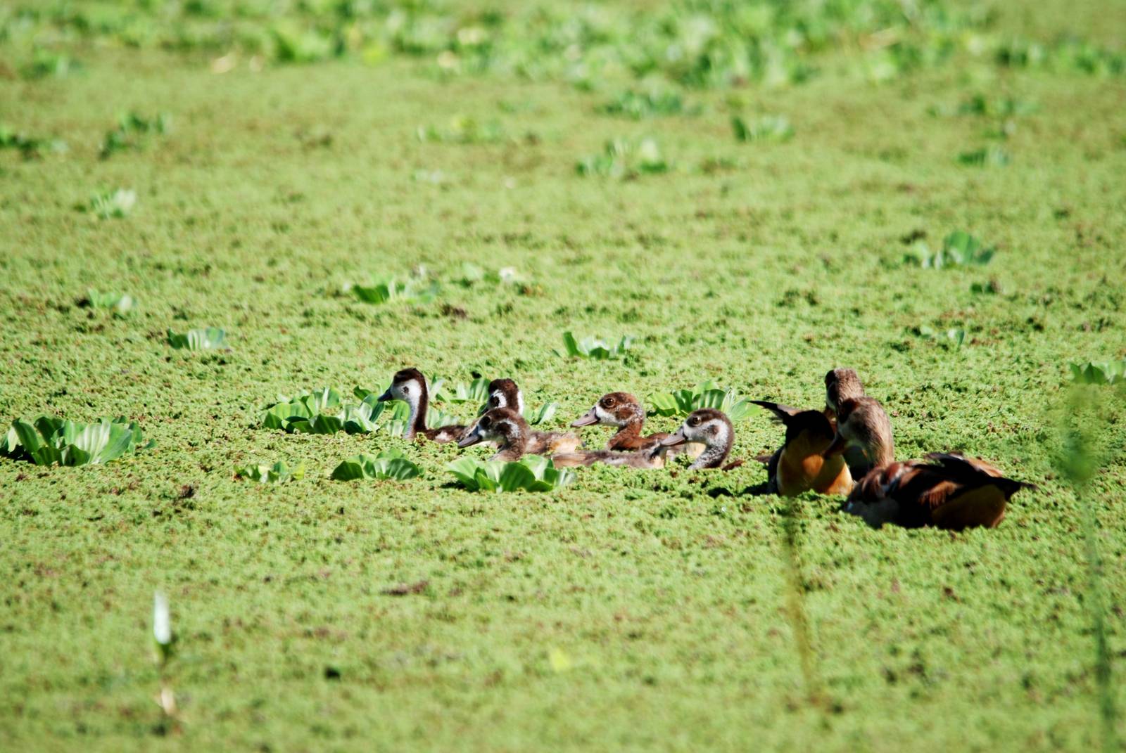 Egyptian Geese and Goslings at Ziway, 13/10/14