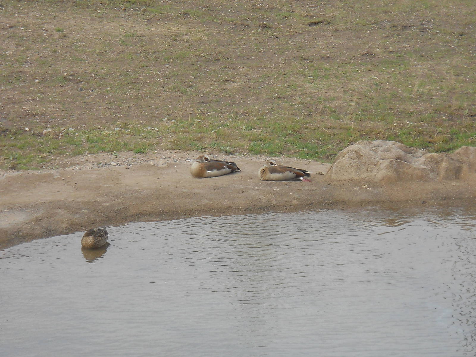 Egyptian geese and mallard