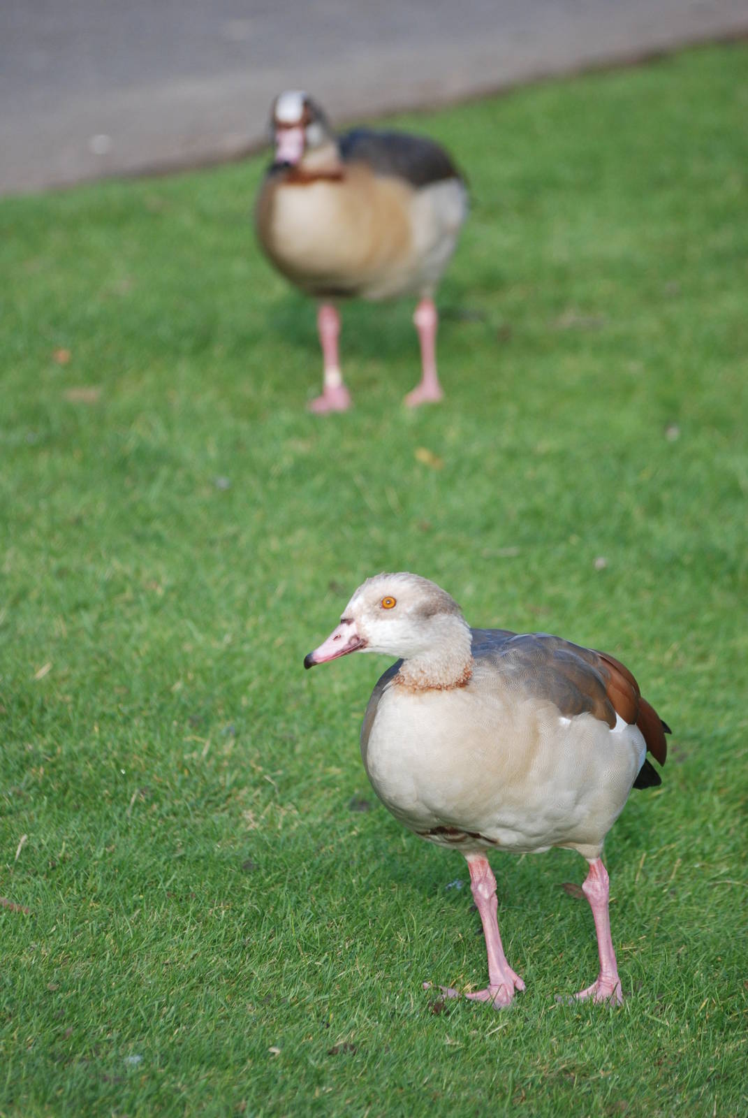 Egyptian Geese at London WWT (Barnes), 15/11/11