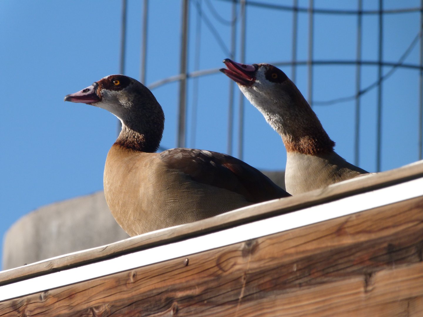 Egyptian geese -Faunia (2025)