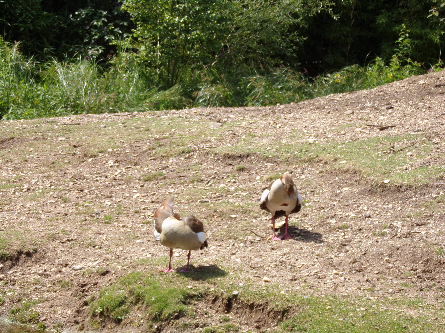 Egyptian geese in Asian paddock 6.7.23