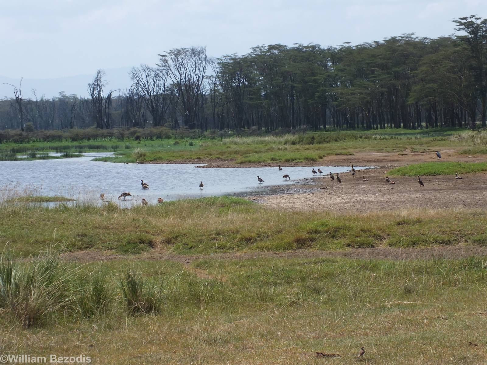 Egyptian Geese - Lake Nakuru