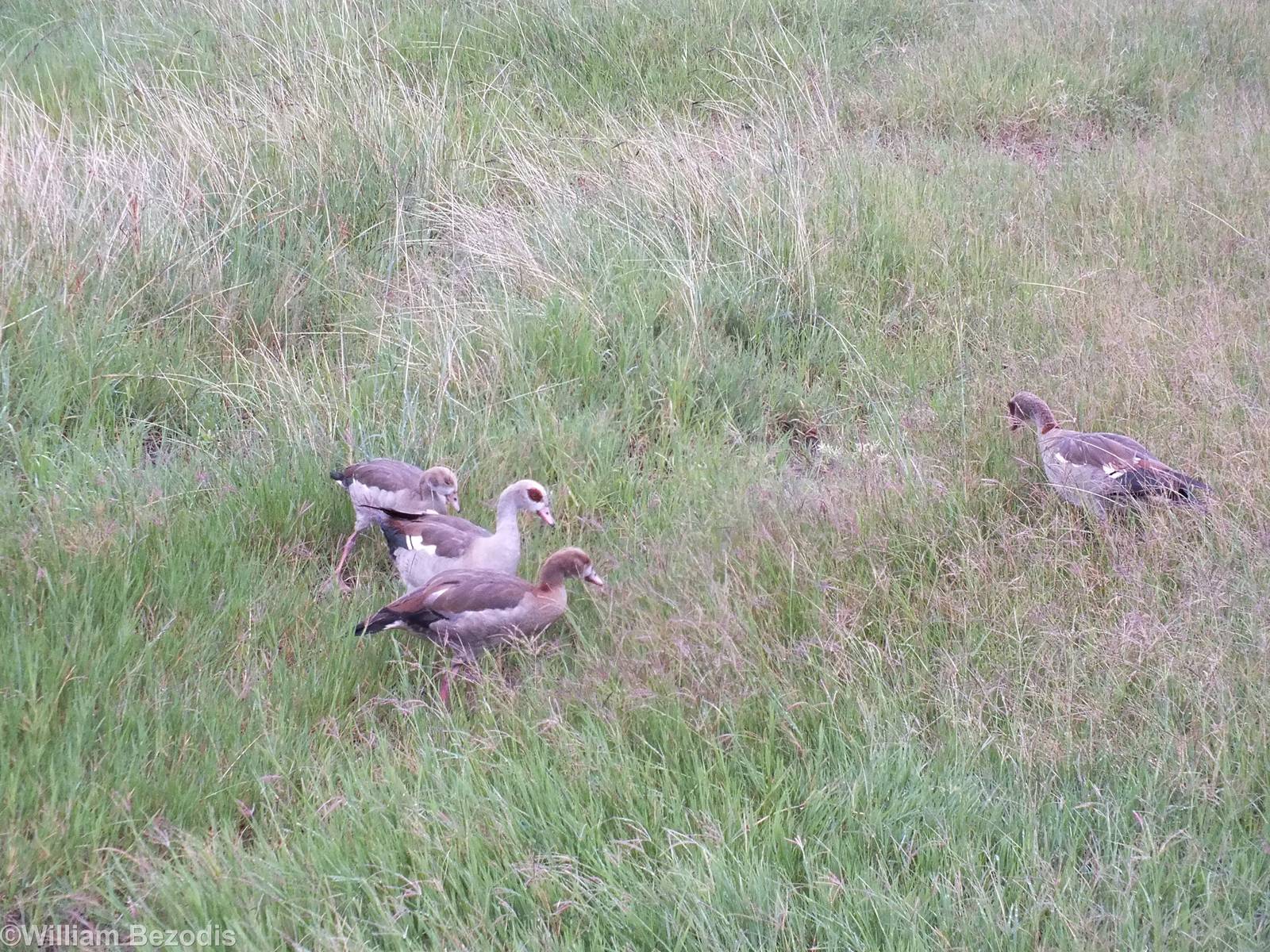 Egyptian Geese - Maasai Mara