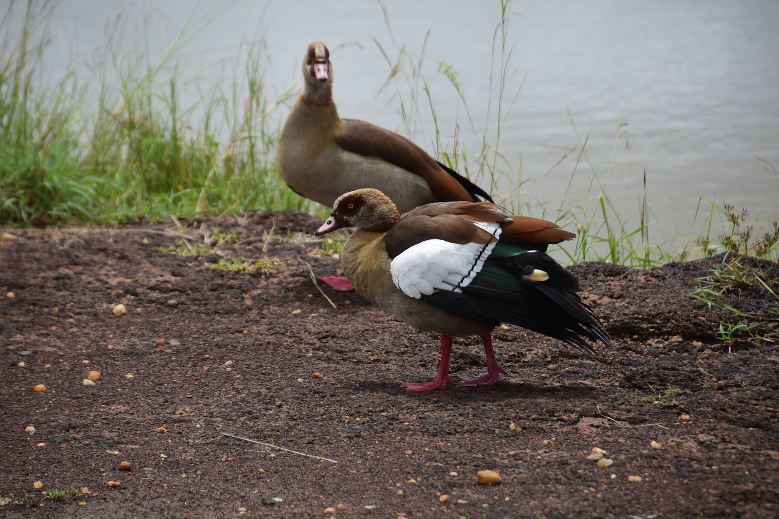 Egyptian Geese - Masai Mara