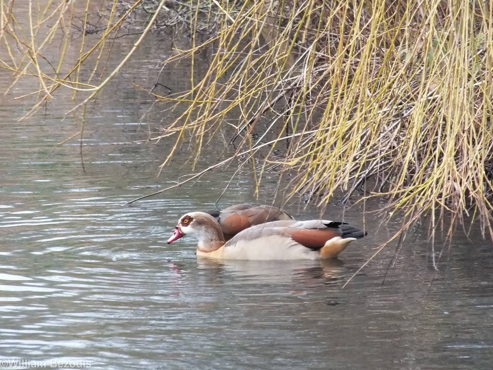 Egyptian Geese - Richmond Park
