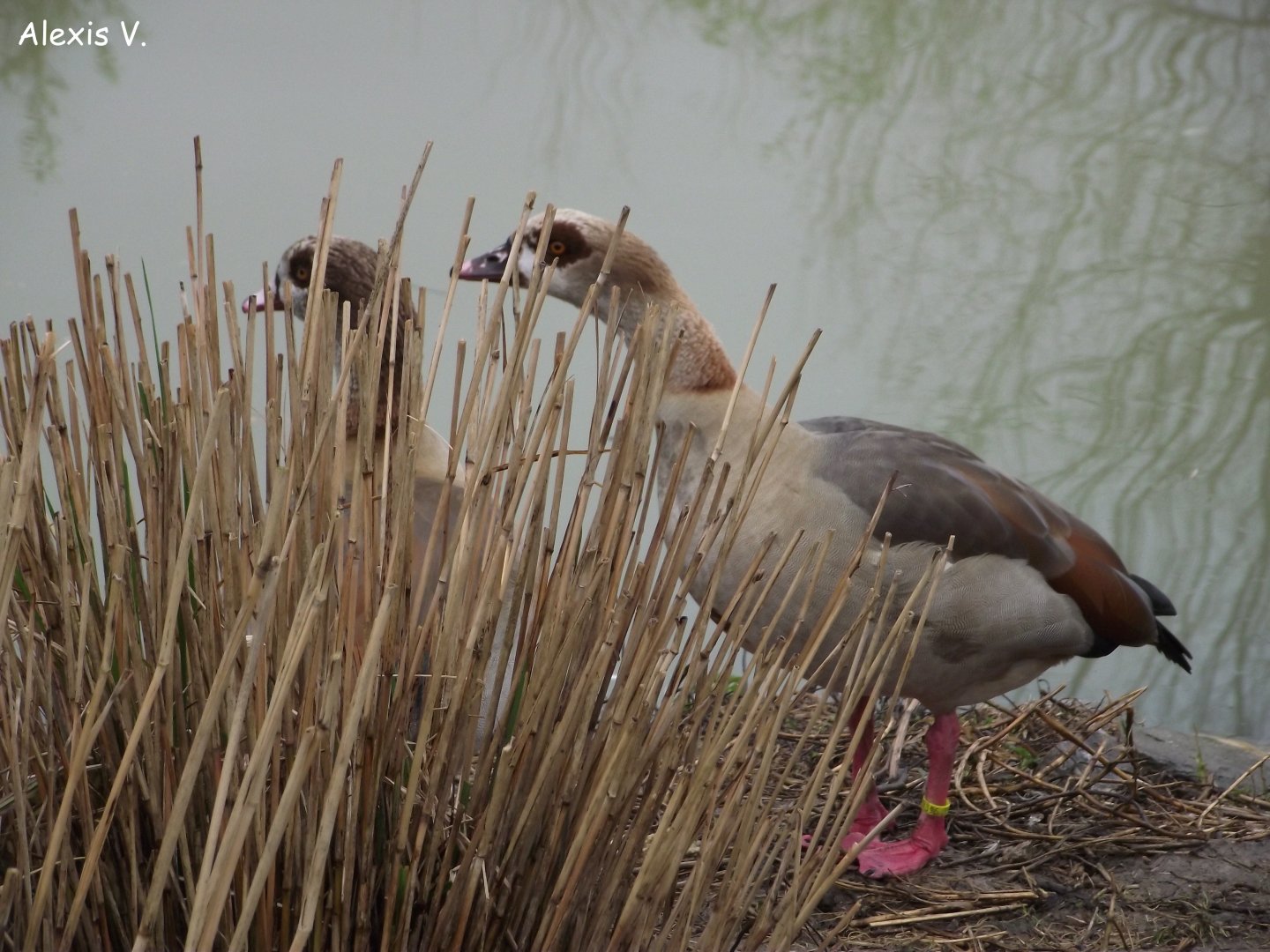 Egyptian Geese - Zooparc de Beauval - 02/2015