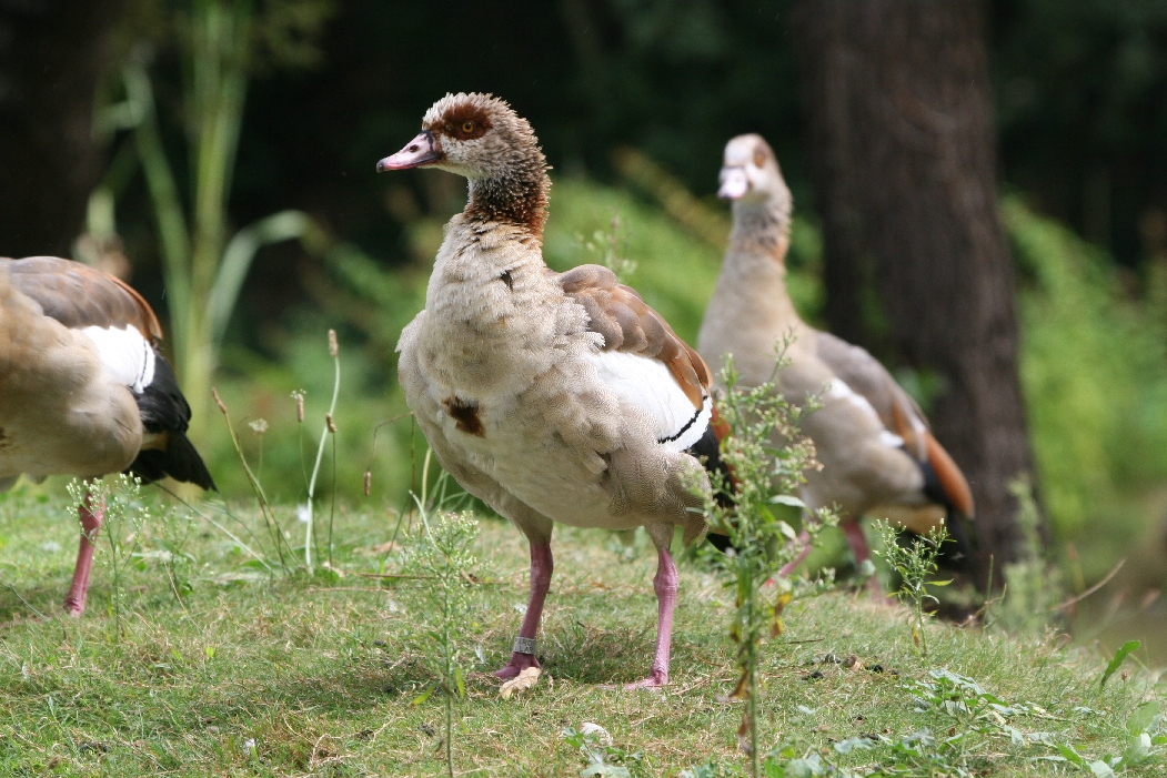 Egyptian Geese