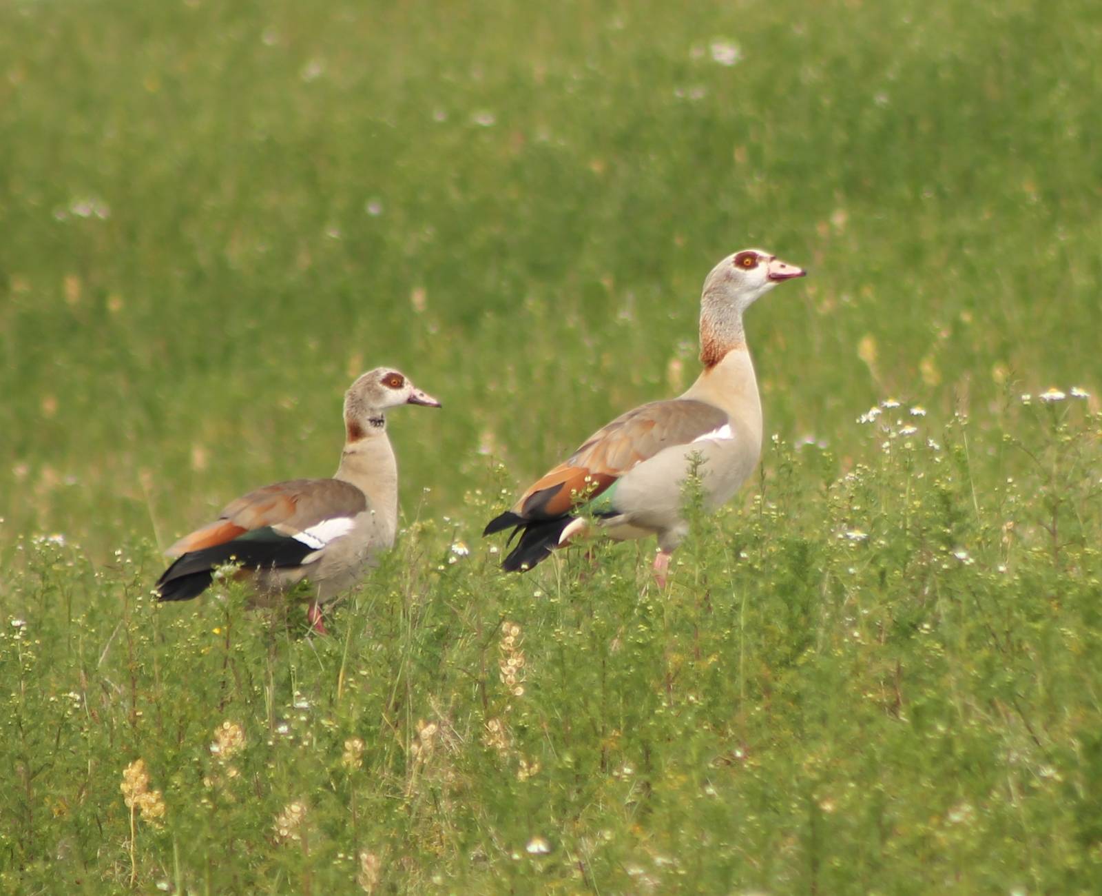 Egyptian geese