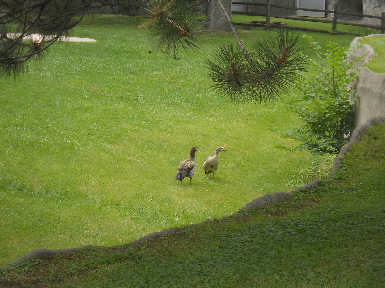 Egyptian Geese