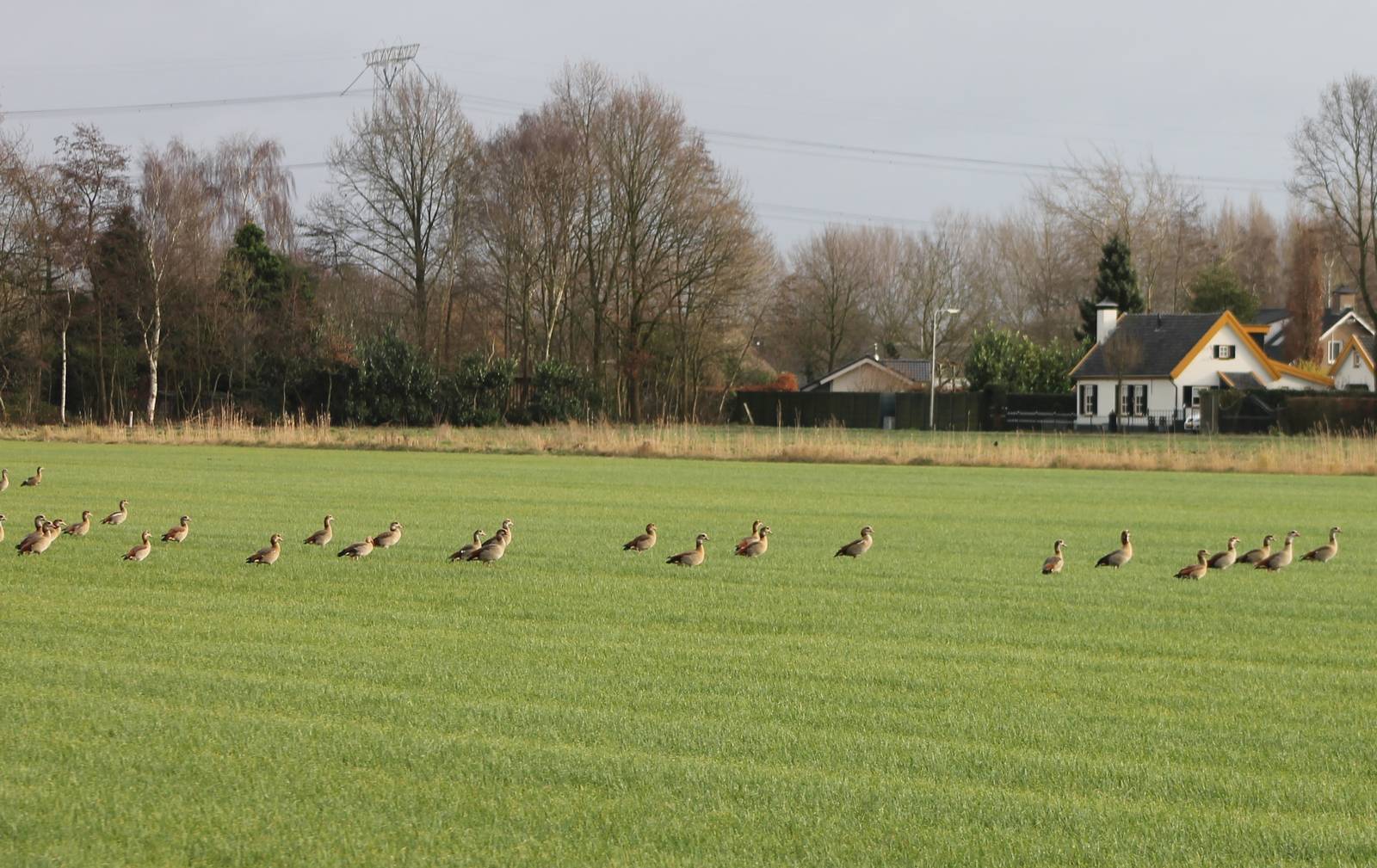Egyptian geese