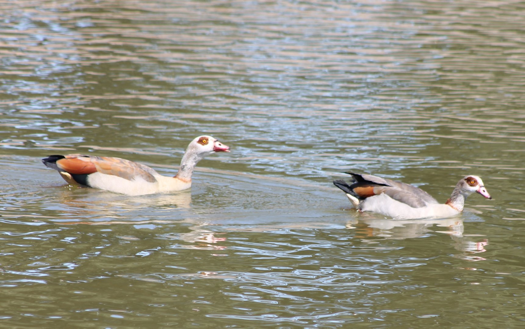 Egyptian geese