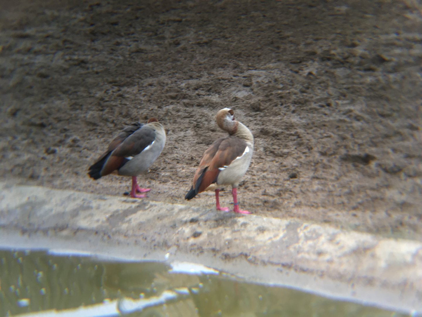 Egyptian geese