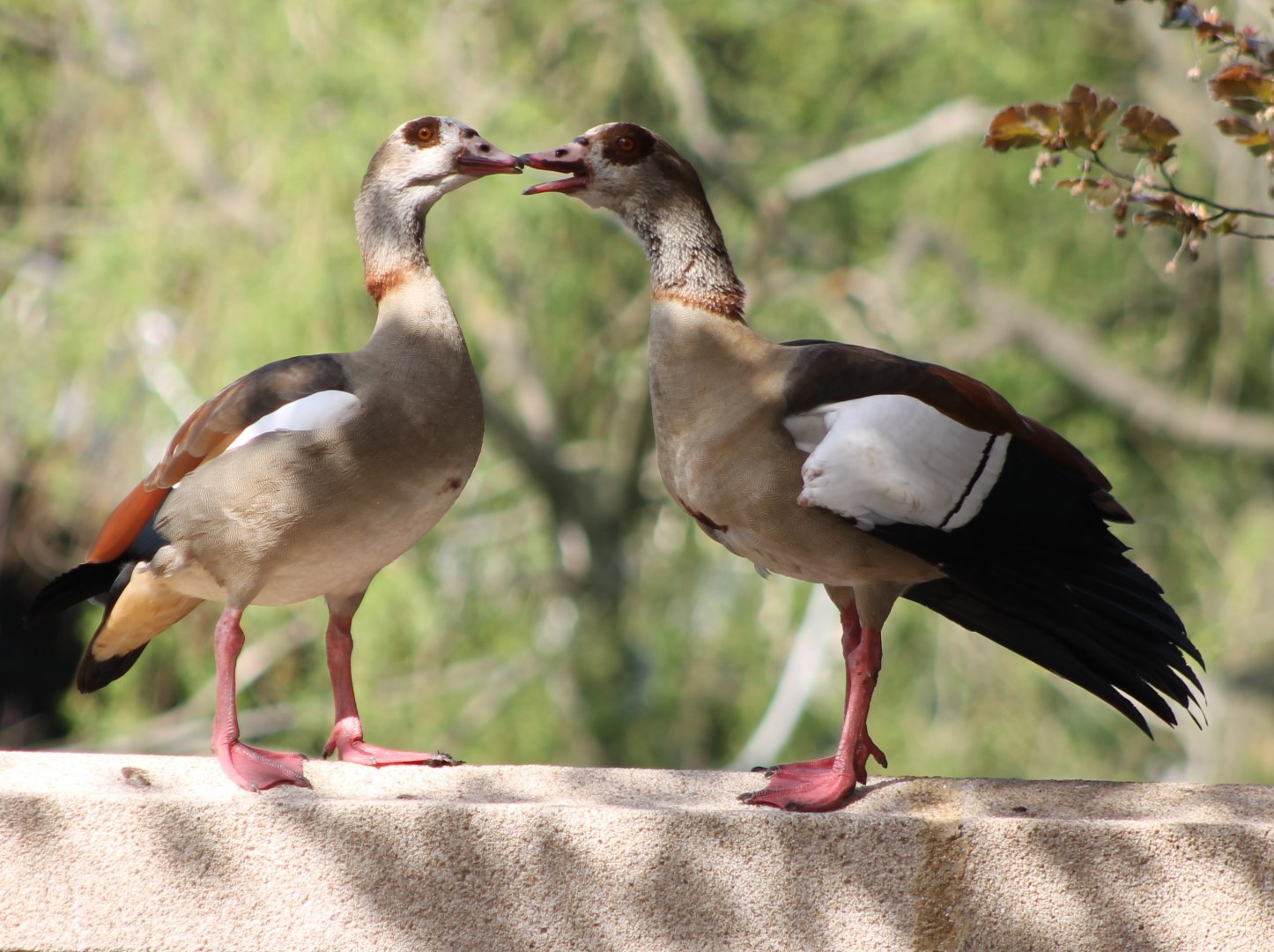 Egyptian geese