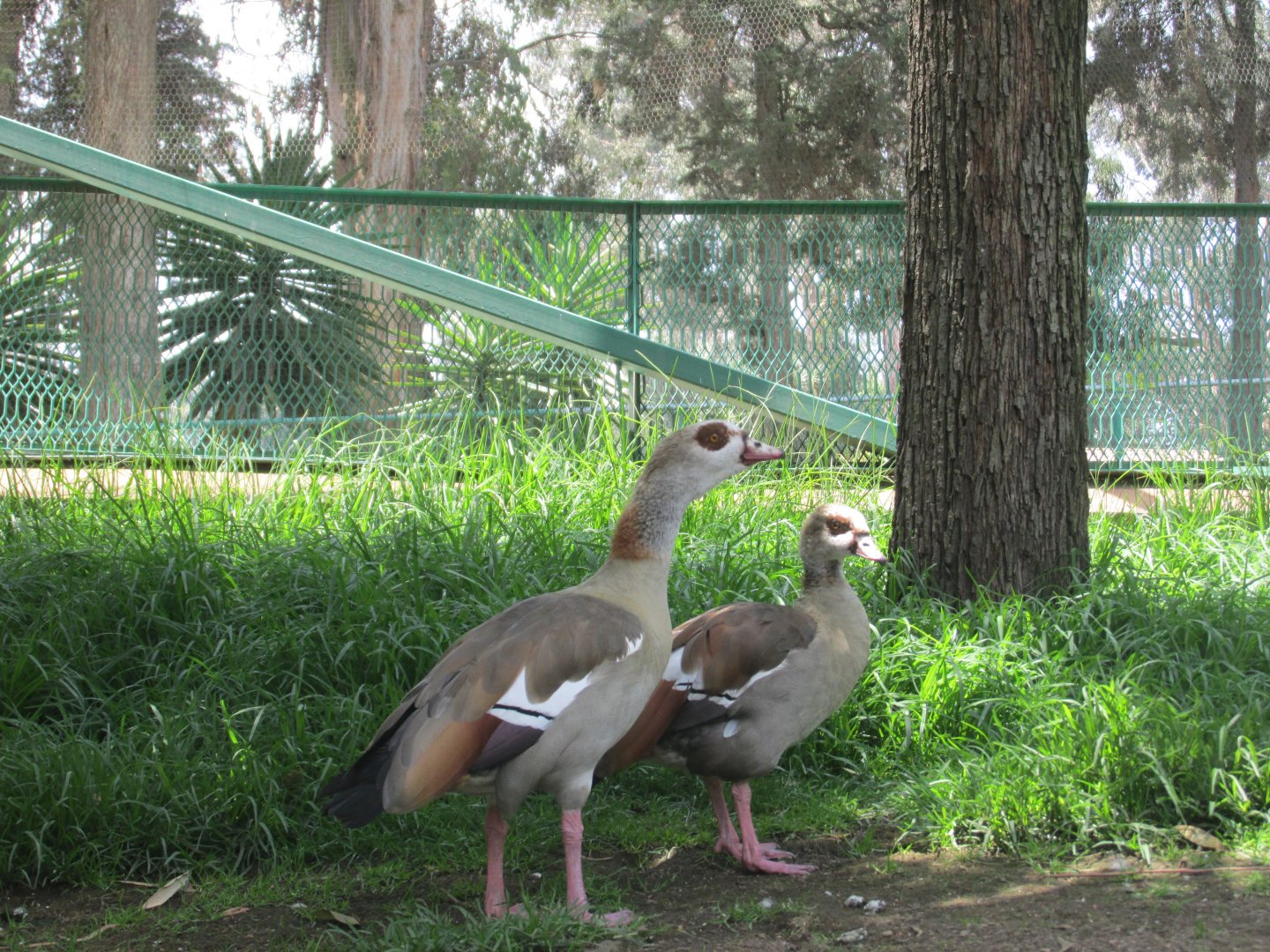 EGYPTIAN GEESE