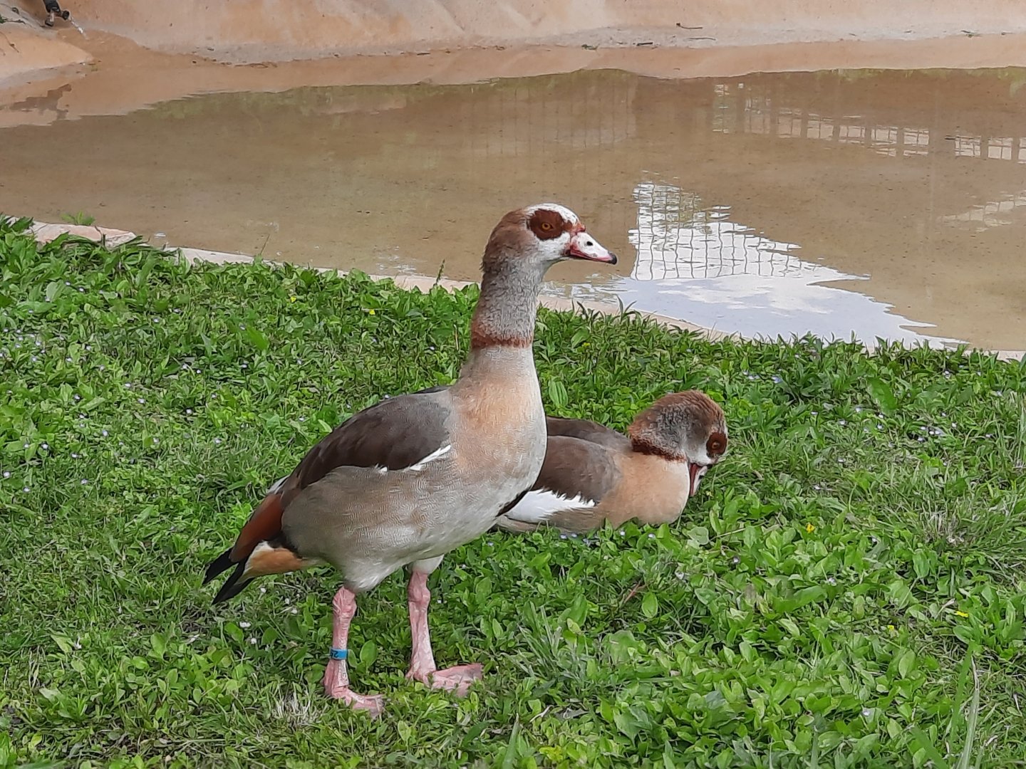 Egyptian Geese