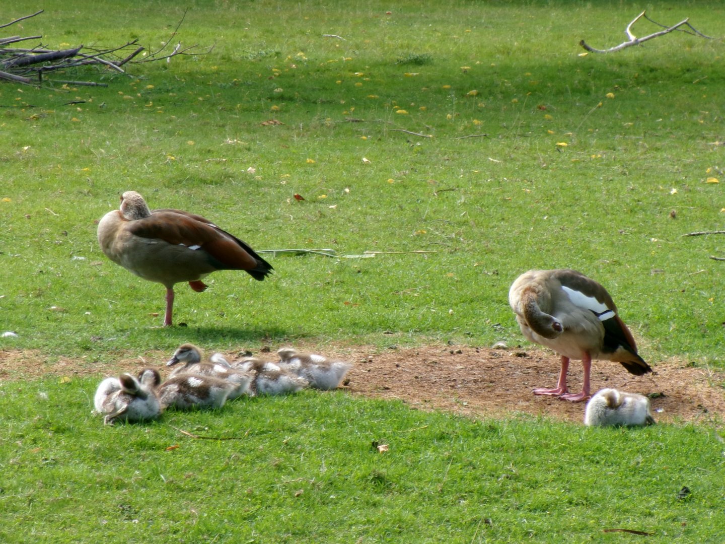 Egyptian geese