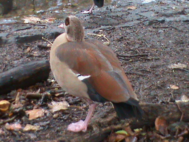 Egyptian goose 061110