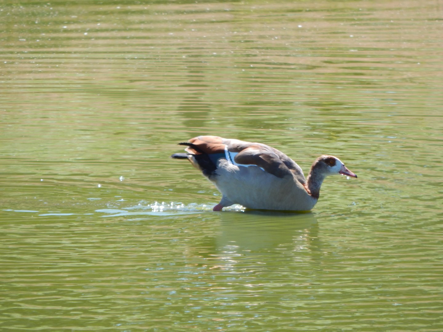 Egyptian goose 110722