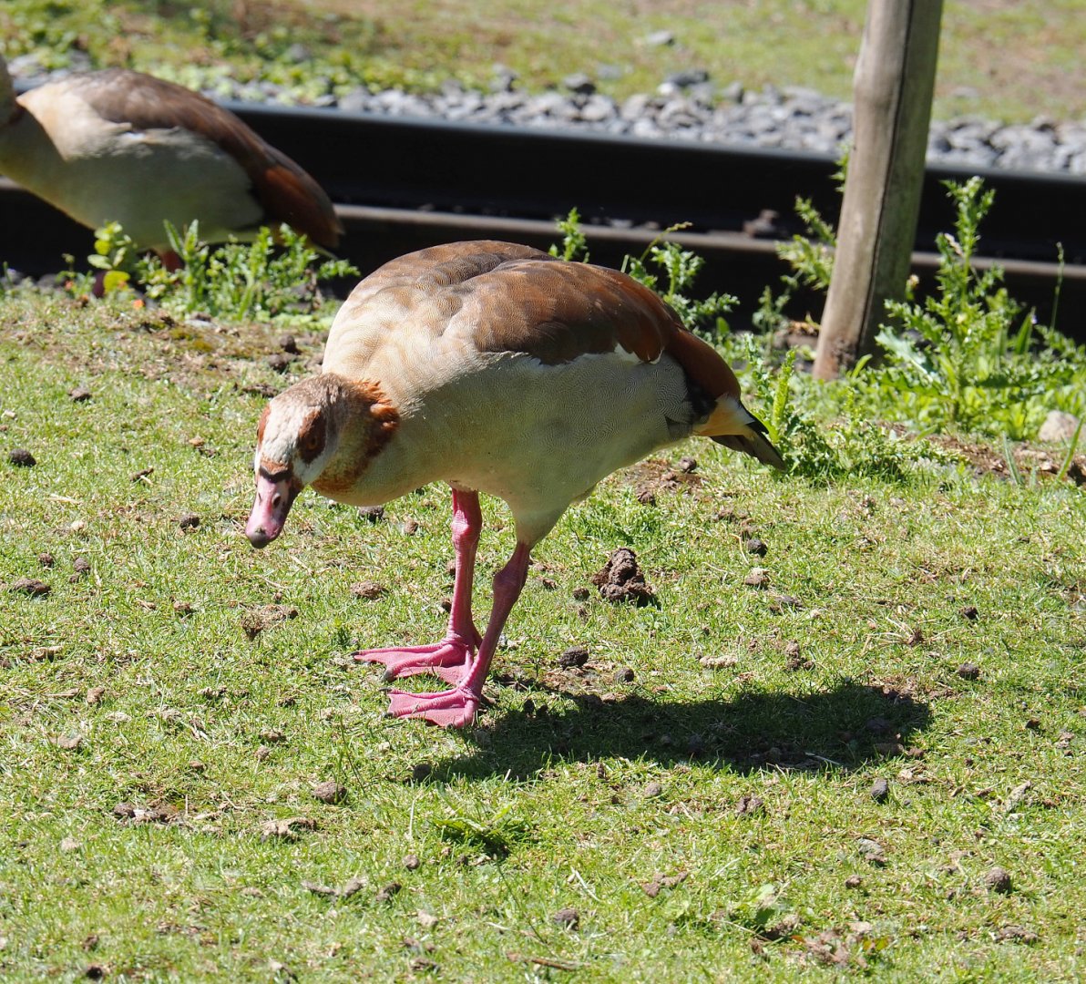 Egyptian goose (Alopochen aegyptiaca), 2022-06-28