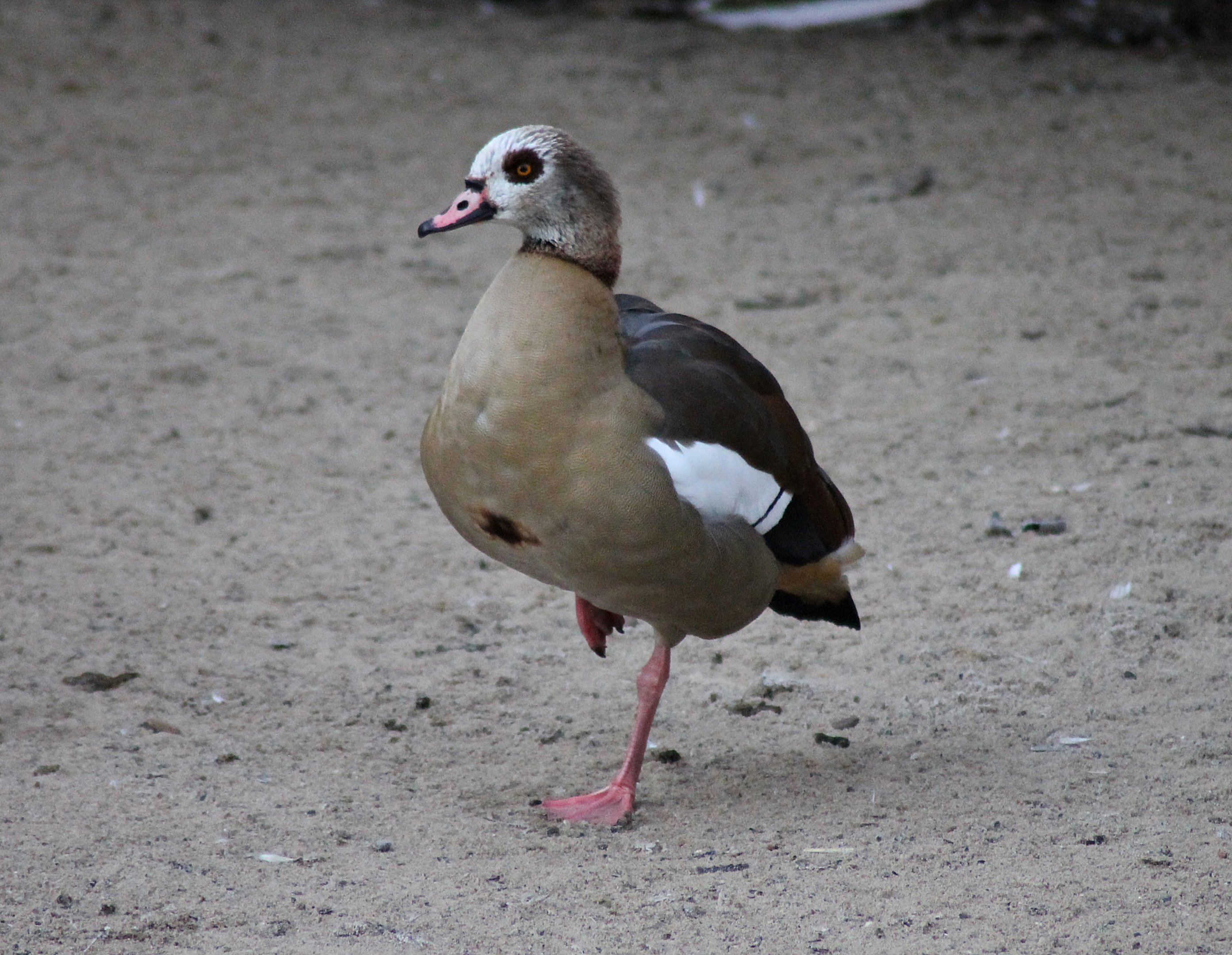 Egyptian goose (Alopochen aegyptiaca) - "Afrika Sambesi"