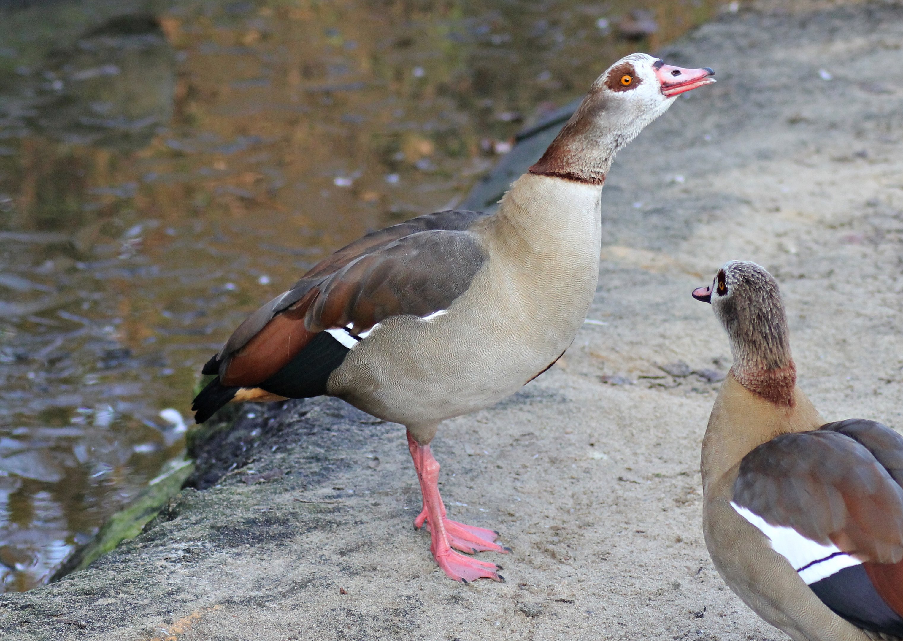 Egyptian goose (Alopochen aegyptiaca) - "Afrika Sambesi"