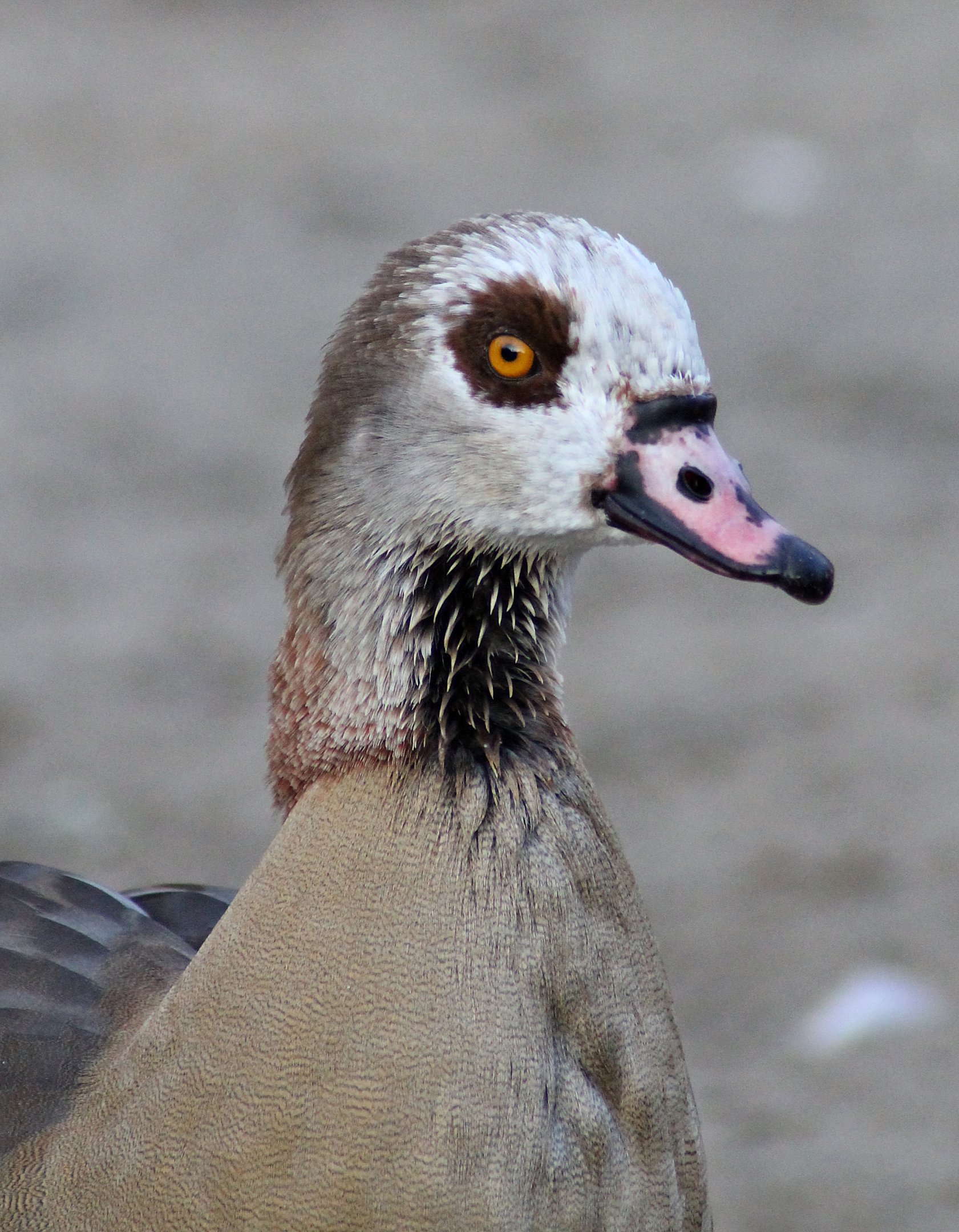 Egyptian goose (Alopochen aegyptiaca) - "Afrika Sambesi"