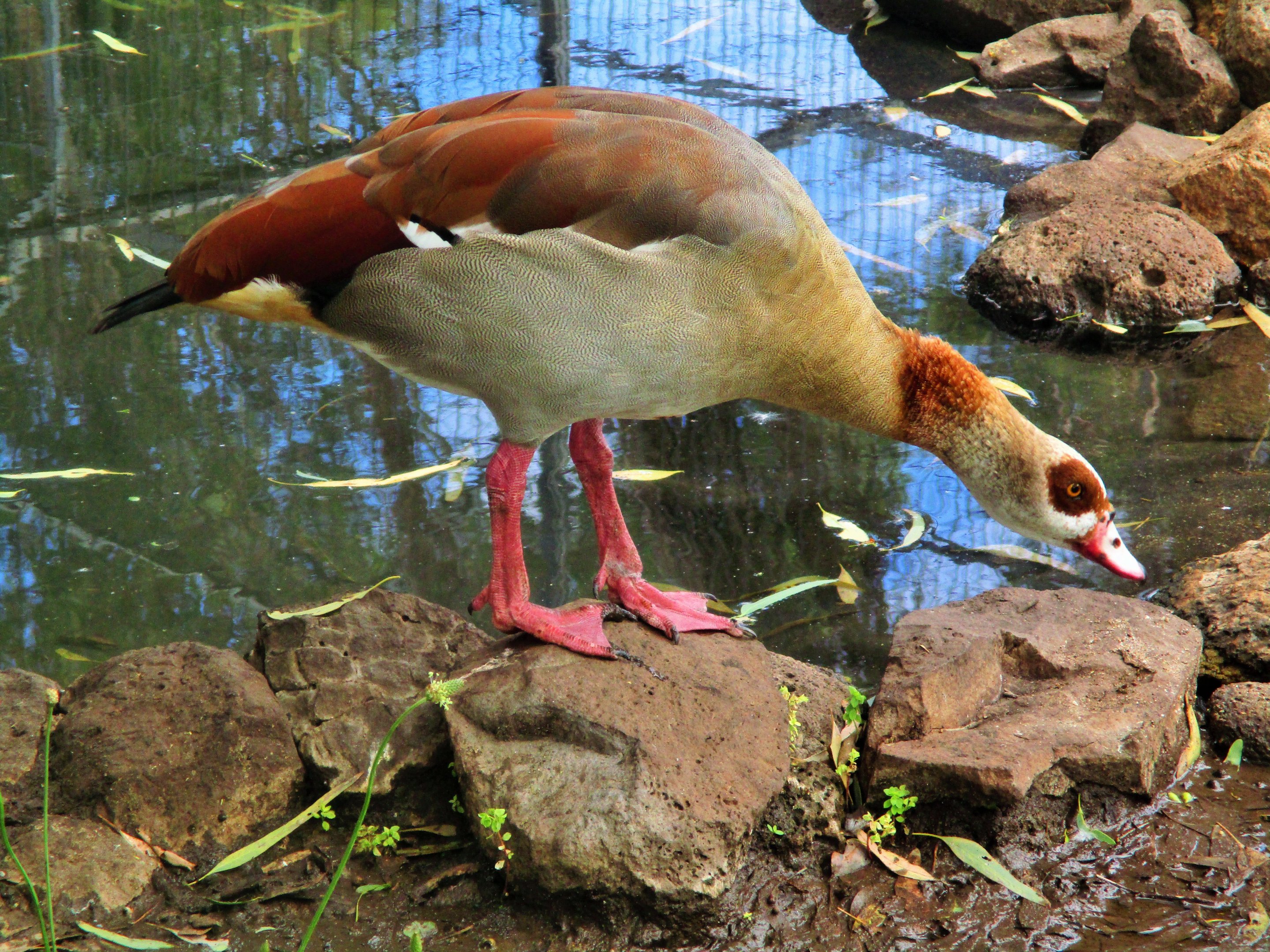 Egyptian Goose (Alopochen aegyptiaca)- December 2017