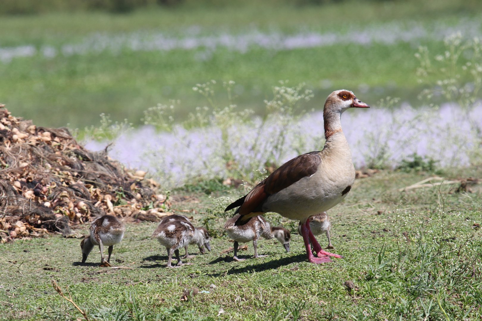 Egyptian Goose (Alopochen aegyptiaca) with young