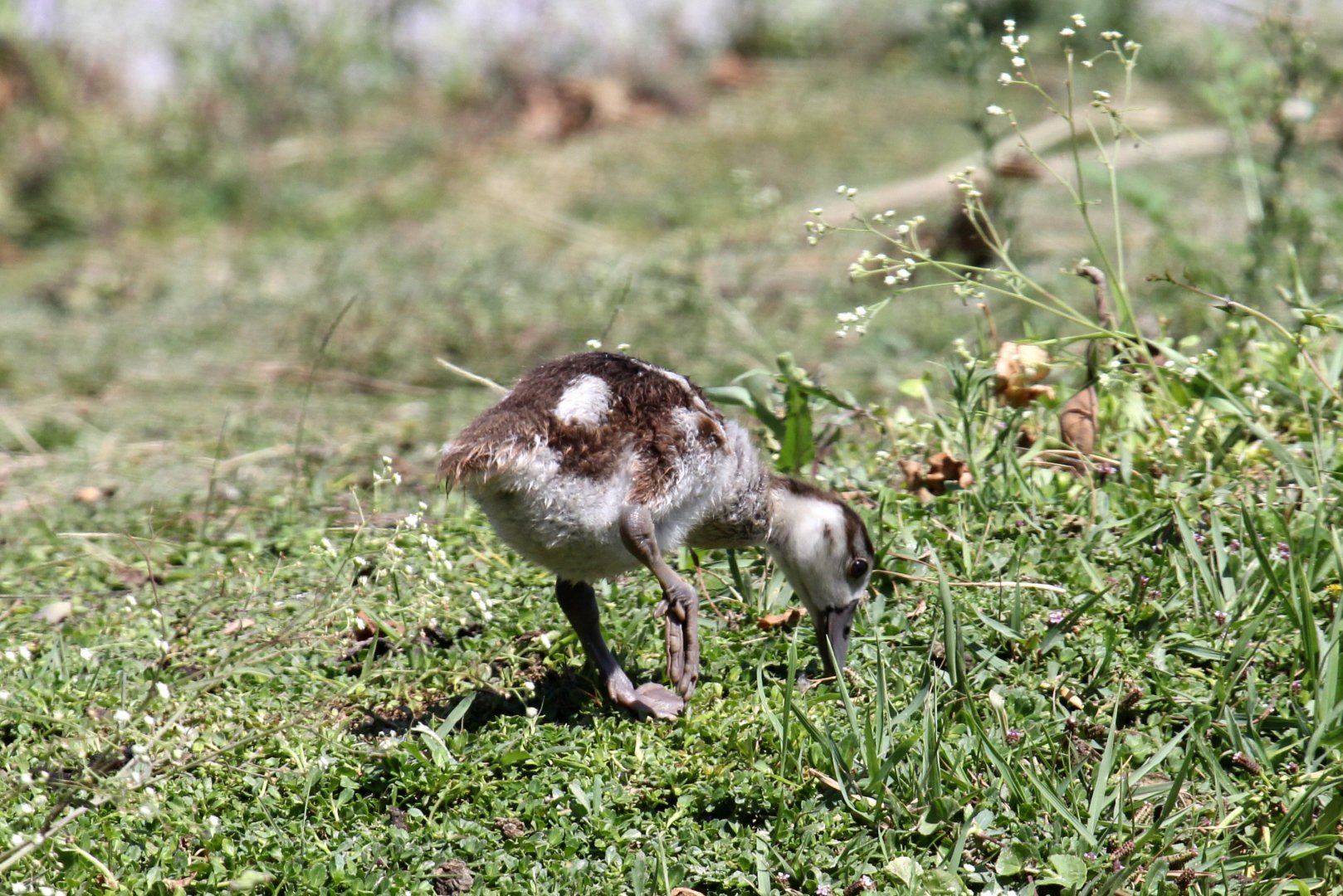 Egyptian Goose (Alopochen aegyptiaca) young