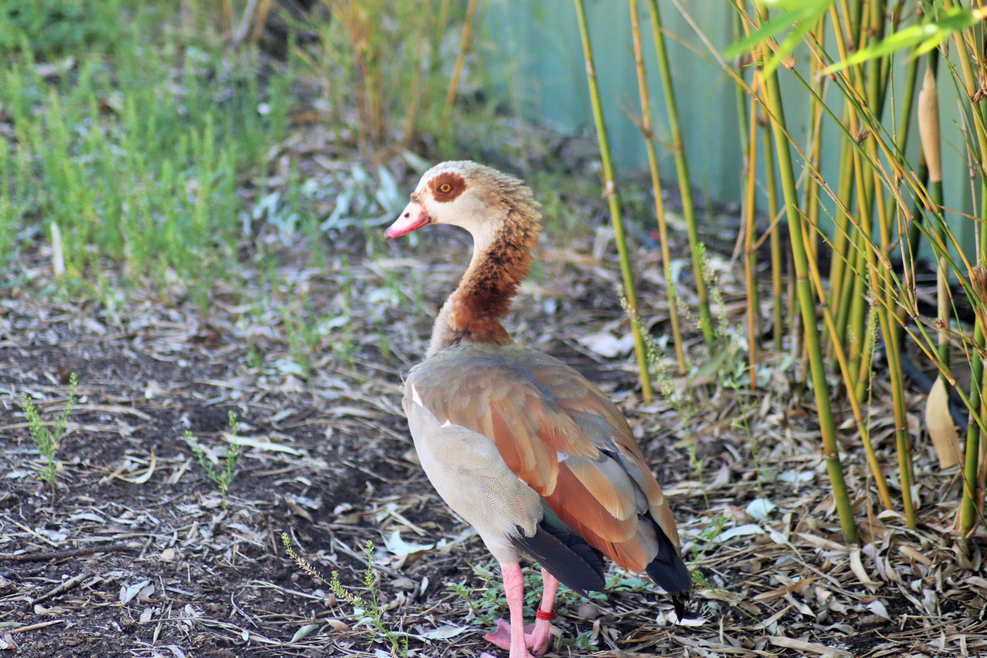 Egyptian Goose (Alopochen aegyptiaca)