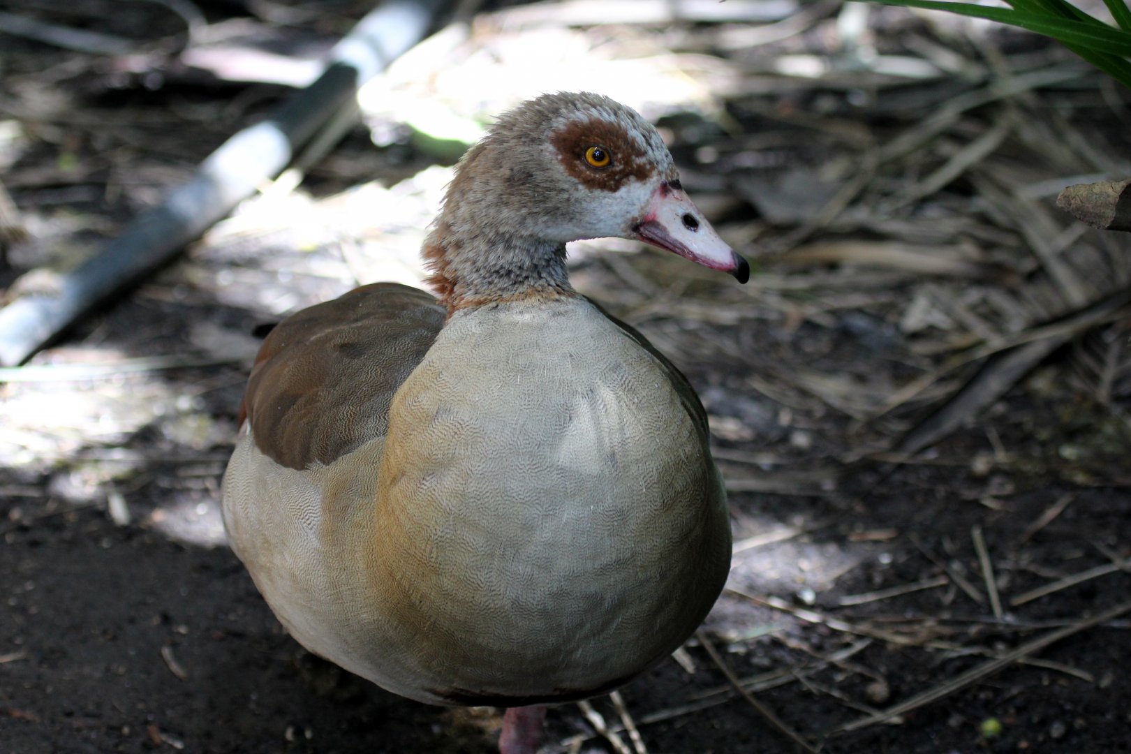 Egyptian goose (Alopochen aegyptiaca)