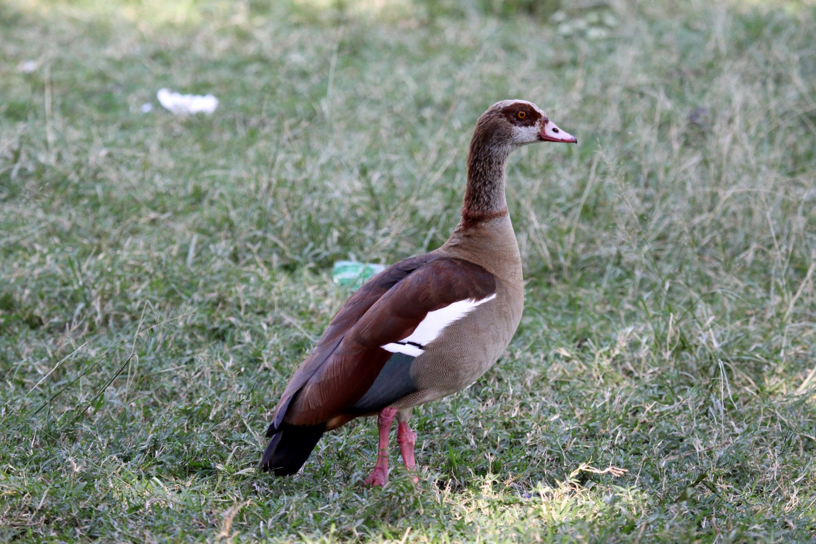 Egyptian Goose (Alopochen aegyptiaca)
